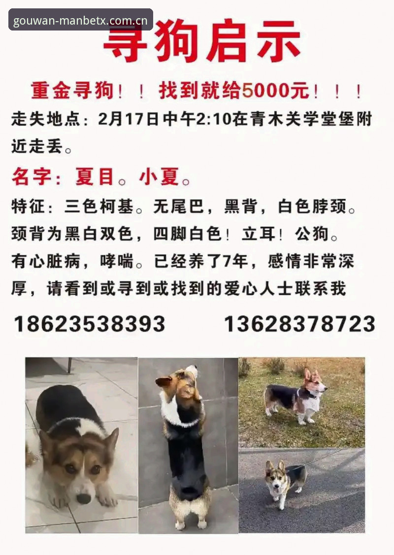 5个实用方法助你找到狗万manbetx最新官网入口,老用户亲测有效